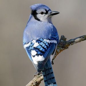 Meet your Posher, Bluejay